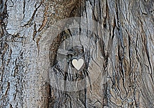 Wooden heart on old bark tree, love and age concept