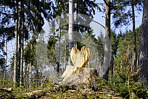 A wooden heart that was carved out of a sawed tree trunk in the forest.