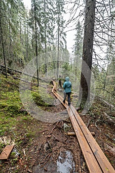 wooden hiking footpath in forest between trees in Skuleskogen National Park in Sweden in northern Europe Hoga Kusten