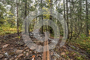 wooden hiking footpath in forest between trees in Skuleskogen National Park in Sweden in northern Europe Hoga Kusten