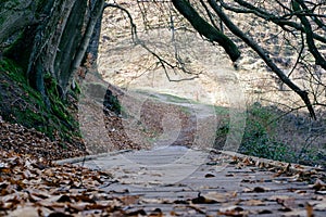 Wooden hiking path in a beautiful old forest in early spring. Wooden boardwalk in a forest preserve in early spring Trails for