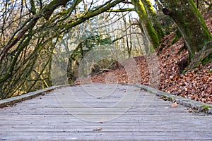 Wooden hiking path in a beautiful old forest in early spring. Wooden boardwalk in a forest preserve in early spring Trails for