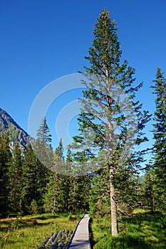 Dřevěná turistická cesta v Koprově dolině, národní park Vysoké Tatry, Slovensko