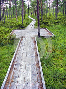 Wooden hiking trail.