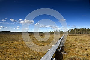 Wooden hiking trail through bog