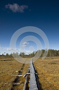 Wooden hiking trail through bog