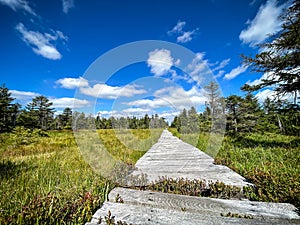 Wooden hiking trail leading through mountain bog