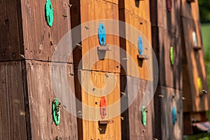 Wooden hive and flying honey bees