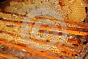 Wooden hive frames with honeycomb and honey dripping