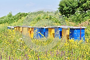 Wooden hives for meadow honey production