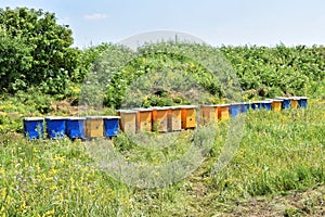 Wooden hives for meadow honey production