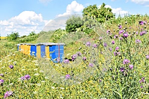 Wooden hives for meadow honey production