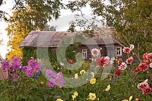 Wooden house with carved windows in Vologda Russia . Russian style in architecture. Rustic russian house with garden