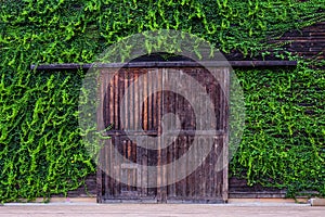 Wooden house covered with green leaves