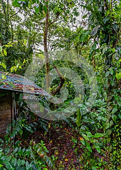 Wooden house in the jungle and view of beautiful nature of Costa Rica, La Fortuna, Costa Rica. Central America