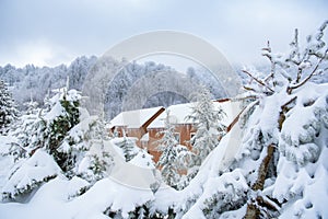 Wooden House in the Middle of Trees Covered with Snow, Wood / Lodge House Between Pine Forest and Branches covered by Snow, Winter