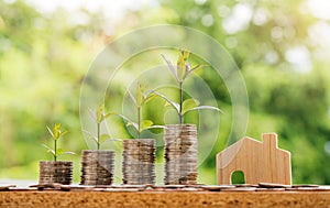 Step of coins stacks with tree growing on top, nature background, money, saving and investment or family planning concept, over su
