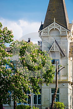 Wooden house near blooming chestnut