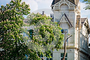 Wooden house near chestnut