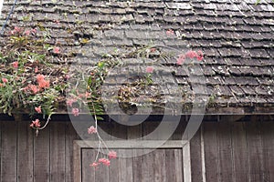 Wooden house with pink flowers on the roof