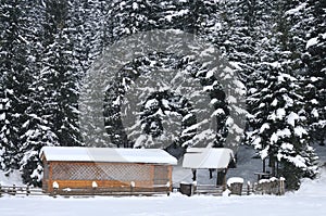 Wooden houses on a background of snowy forest