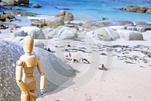 Wooden Human Manikin posing On Boulders beach with African penguins Spheniscus, with a view of False Bay