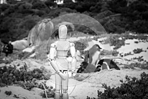 Wooden Human Manikin posing On Boulders beach with African penguins Spheniscus, with a view of False Bay