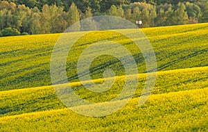 Hunting hideaway with yellow canola field photo
