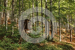 Wooden hunting tower in beech woodland