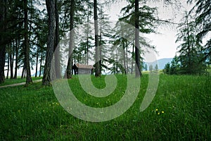 Wooden hut bewteen evergreen trees on grass field, Mieminger Plateau, Tyrol, Austria