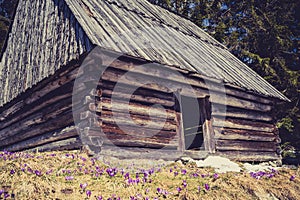 Wooden hut in Chocholowska valley, Tatra Mountains