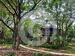 Wooden hut on the giant tree in forest