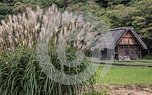 Wooden hut in the historic village of Shirakawa-go and Gokayama in Japan, with a pampas grass