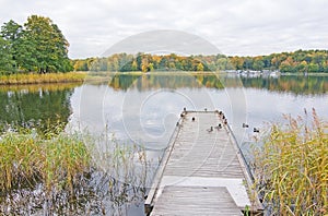 Wooden jetty with mallards