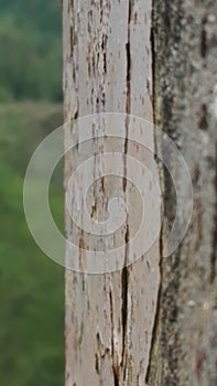 A wooden key ring from nanitail uttarkhand