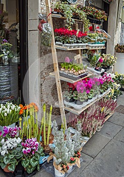Wooden ladder with flowers in the center of Brescia
