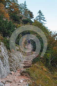 Wooden ladder in the forest. Logar valley, Slovenia