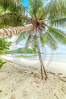 Wooden ladder leaning against a palm tree in Anse Madge beach