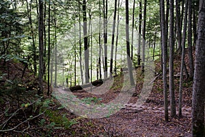 Wooden ladder path down in tall pine tree forest