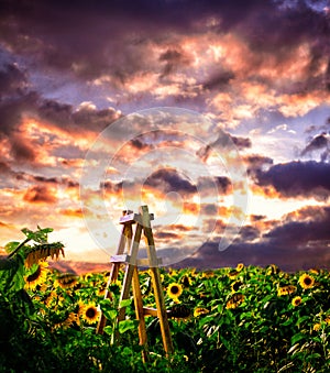Wooden ladder at the sunflowers field
