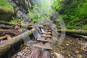 Wooden ladder in Velky Sokol gorge in the Slovak Paradise during summer
