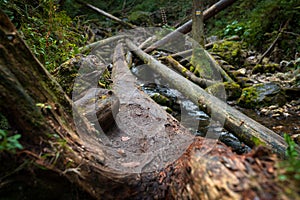Drevené rebríky cez potok v roklinách Slovenského raja