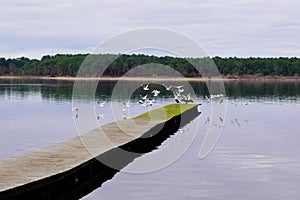 Wooden lake ponton with flying wild bird