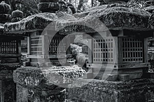 Wooden lanterns on stone pillars covered by moss in Nara Japan