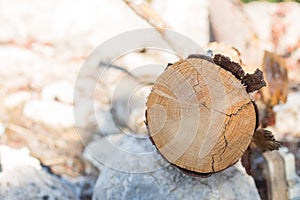 Timber close up beautiful nature wooden log background