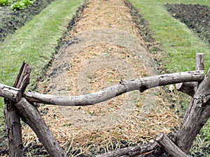 wooden log fence posts surrounding vegetable bed garden with dry straw covered soil