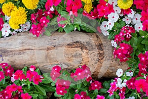 Wooden log and flower