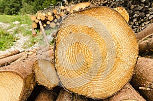 Wooden log with growth rings