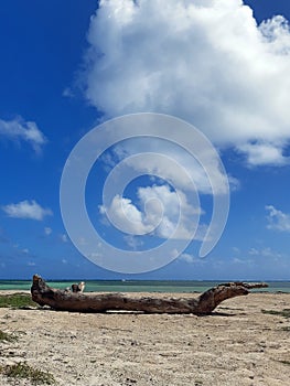 Wooden log on the shore of Caribbean beach, turquoise waters and tropical blue sky. Bark in the sand of the French West Indies.