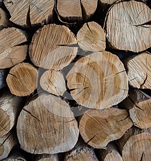 Wooden log slice background. Wooden  texture